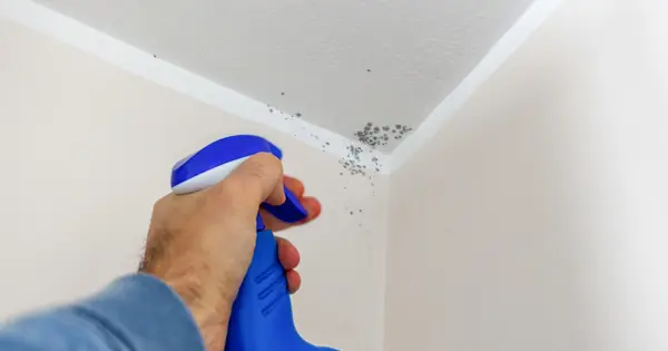 Mould