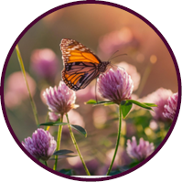 Butterfly on wildflowers
